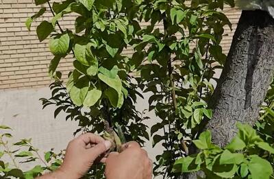 نحوه پیوند زردآلو به روش تاجی و اسکنه / چگونه درخت زردآلو را پیوند بزنیم