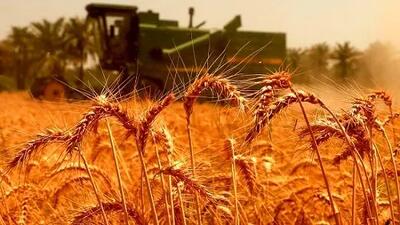آخرین وضعیت پرداخت مطالبات گندمکاران در کشور