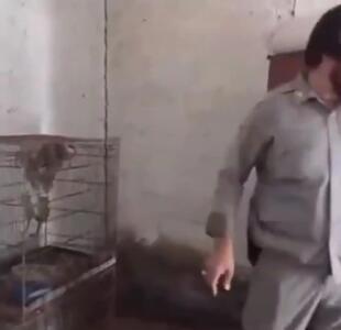 محموله بزرگ قاچاق حیات وحش شامل ۲۵ گونه جانوری از جمله خرس سیاه بلوچی، راکون، سنجاب، میمون رزوس و تعدادی پرنده شکاری در شهرری کشف و ضبط شد + فیلم