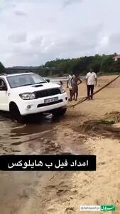 قدرت فیل در جابجا کردن هایلوکس گیر افتاده در باتلاق