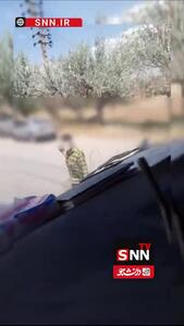 دستگیری عامل تخریب کامیون در شاهرود
