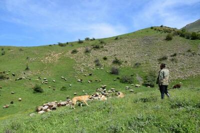 نیم درصد از مراتع کشور در مازندران وجود دارد
