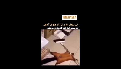 سنجابی که استاد نقش بازی کردن شد؛ کارآگاهان هنوز گیج‌اند که جرمش چی بود و کِی بود!