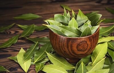برگ بو؛ گیاهی خوش‌عطر با خواص شگفت‌انگیز درمانی