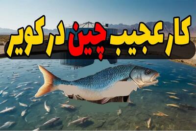 ساخت چین / ماهی‌پروری ۵۳۰ میلیون دلاری در کویر! وقتی چین از بیابان طلا ساخت