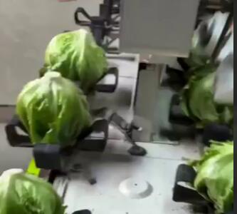 دستگاه بسته‌بندی کاهو!