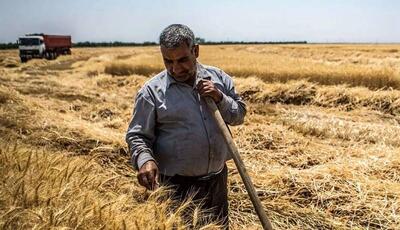 ۳۲ همت طلب گندمکاران پرداخت نشد