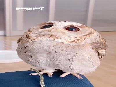 حرکات بامزه چشم های جغدهای کوچک