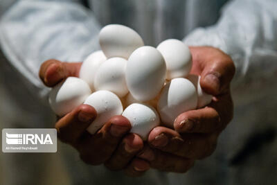 قیمت هر کیلو تخم‌مرغ درب مرغداری‌ ۶۱هزار تومان شد