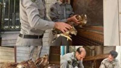 نجات چهار بهله جوجه پرنده شکاری در ازنا
