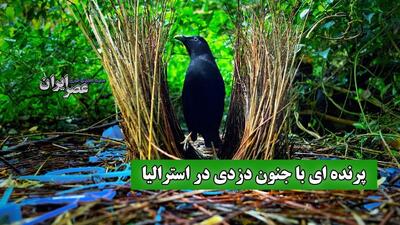 جنگل‌های استرالیا میزبان دزدان زیرک: پرندگان کریچ‌ساز و خانه‌های دزدی‌شان