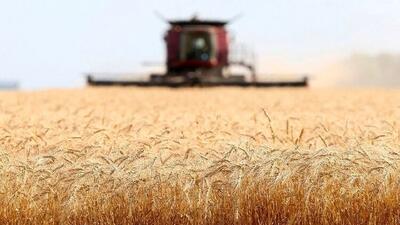 خرید تضمینی بیش از ۲.۲ میلیون تن گندم/ تنها ۲۵ درصد مطالبات پرداخت شده است