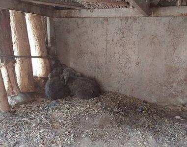سازمان محیط زیست: توله خرس گم‌شده در تهران، خطری برای شهروندان ندارد / جستجو برای یافتن او ادامه دارد