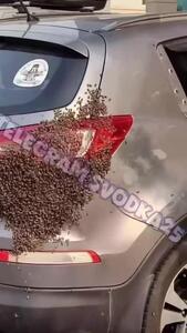 هجوم زنبورها به خودرو در ولادی وستوک روسیه