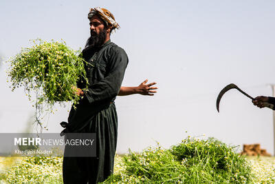 برداشت بابونه در اصفهان