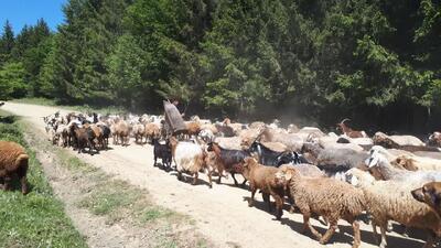آیین قرق شکنی دام در مراتع کلاردشت
