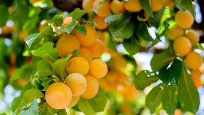 پرورش درخت میوه در خانه؛ چگونه آپارتمان را به بهشت میوه‌ دار تبدیل کنیم؟