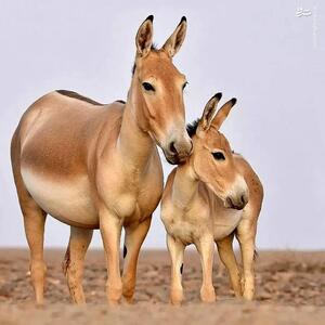 تولد ۴ گور ایرانی در پارک ملی کویر+ویدئو