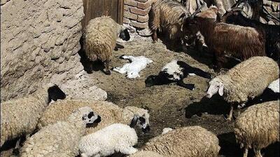 بخشی ازهزینه تلفات دام توسط مجتمع مس پرداخت شده است