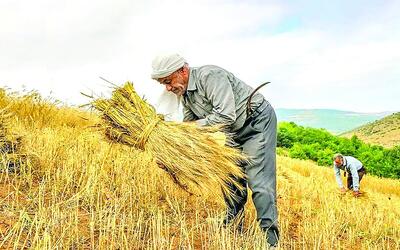 ۳۲ هزار میلیارد تومان طلب گندم‌کاران پرداخت نشد
