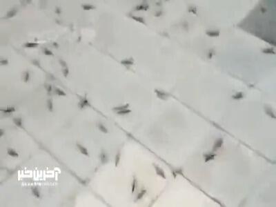 هجوم ملخ‌ها به آران‌ و‌ بیدگل
