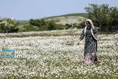 عکس/ جنگل زیبای «فندقلو»