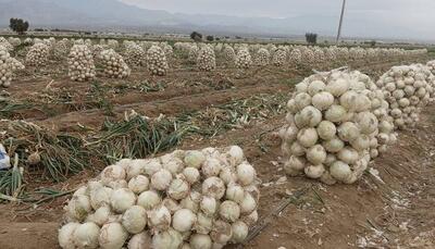 چهار هزار تن پیاز از کشاورزان دزفول خریداری شد