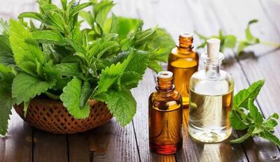 روش تهیه روغن نعناع و خواص بی نظیرش
