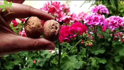 معجزه پوست گردو برای گیاهان شما