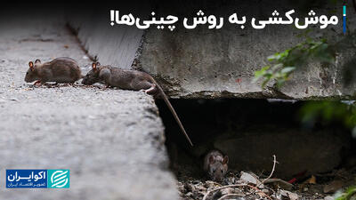 موش‌کشی به روش چشم‌بادامی‌ها/ چینی‌ها جمعیت موش‌ها را کنترل کردند؟+ فیلم