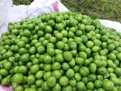 توصیه مهم طب سنتی برای مصرف گوجه‌سبز