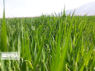 مبارزه علیه علف‌های هرز در ۸۱ هکتار زمین‌های کشاورزی بروجرد