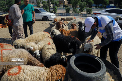 طرح نظارت بهداشتی عید قربان در قشم آغاز شد