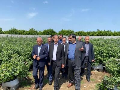تکاپو برای تجاری‌سازی کشت «بلوبری» در ساری
