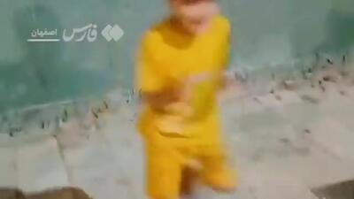 هجوم ملخ‌ها به آران‌وبیدگل اصفهان