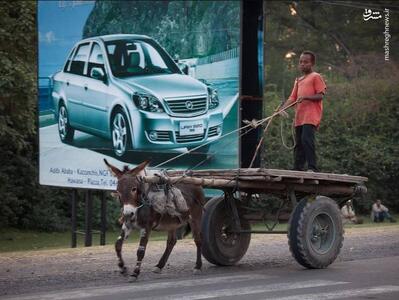 عکس/ این کشور رکوردار بیشتر خر است