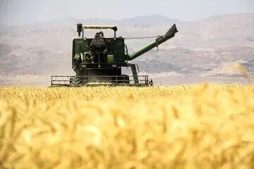 پرداخت ۱۴ هزار و ۸۰۰ میلیارد تومان به گندمکاران