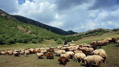 مراتع کرمانشاه منبع تغذیه ۴.۶ میلیون راس دام است
