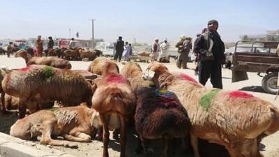 شیوع تب برفکی در افغانستان