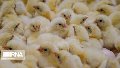 ۶ میلیون و ۸۹۷ هزار قطعه جوجه‌ریزی در مرغداری‌های صنعتی زنجان