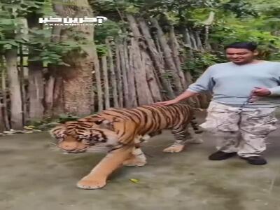 حمله ببر به یک توریست هندی در باغ وحش Tiger Kingdom تایلند
