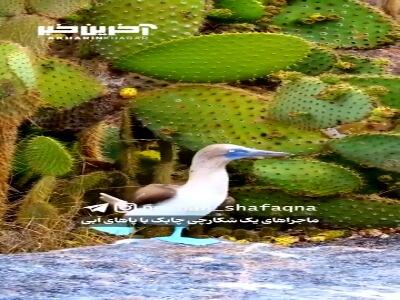 پرنده‌ای با پاهای آبی
