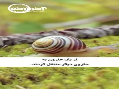 انتقال حافظه از یک حلزون به حلزون دیگر!