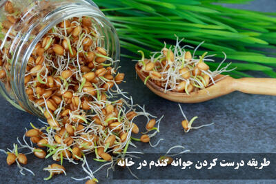 طریقه درست کردن جوانه گندم در خانه به روش سنتی با پارچه و در بطری نوشابه