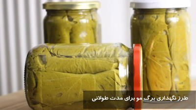 طرز نگهداری برگ مو برای مدت طولانی در فریزر + مدت زمان نگهداری برگ مو در یخچال