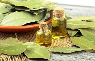 خواص درمانی و شگفت‌انگیز برگ‌بو
