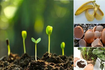 چگونه از پسماندهای میوه و سبزیجات در خانه کودگیاهی درست کنیم؟