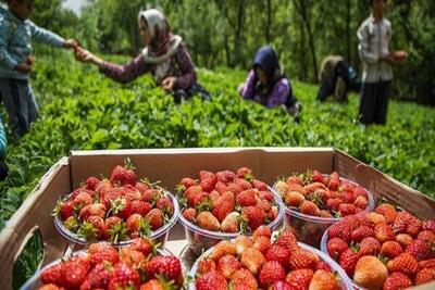 تولید ۶۲ درصد توت‌فرنگی کشور در کردستان