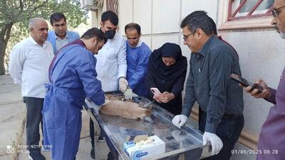 شکار  کاراکال  کمیاب در بویراحمد؛ تلاش برای نجات حیوان زخمی