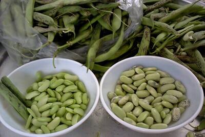 پیش بینی برداشت ۲۴ هزار تنی پاچ باقلای بهاره در گیلان